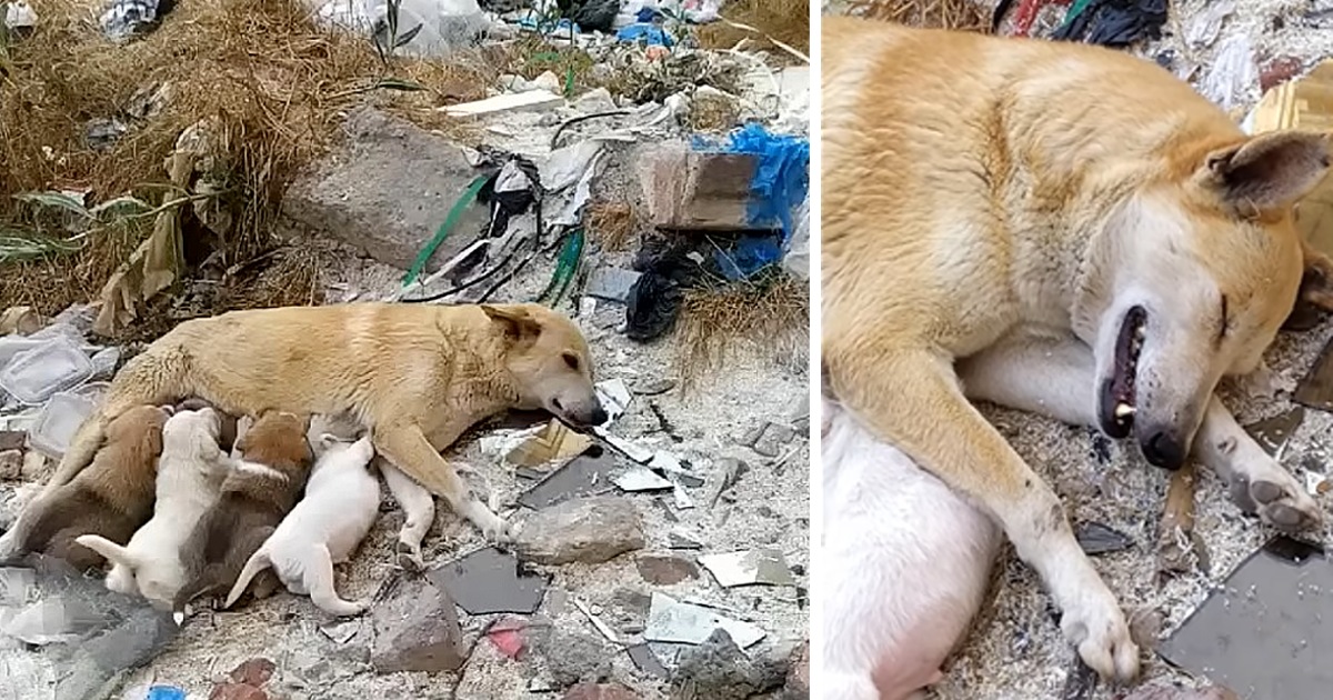 Stray mother dog with broken legs, fighting to save her puppies desperate waiting for help