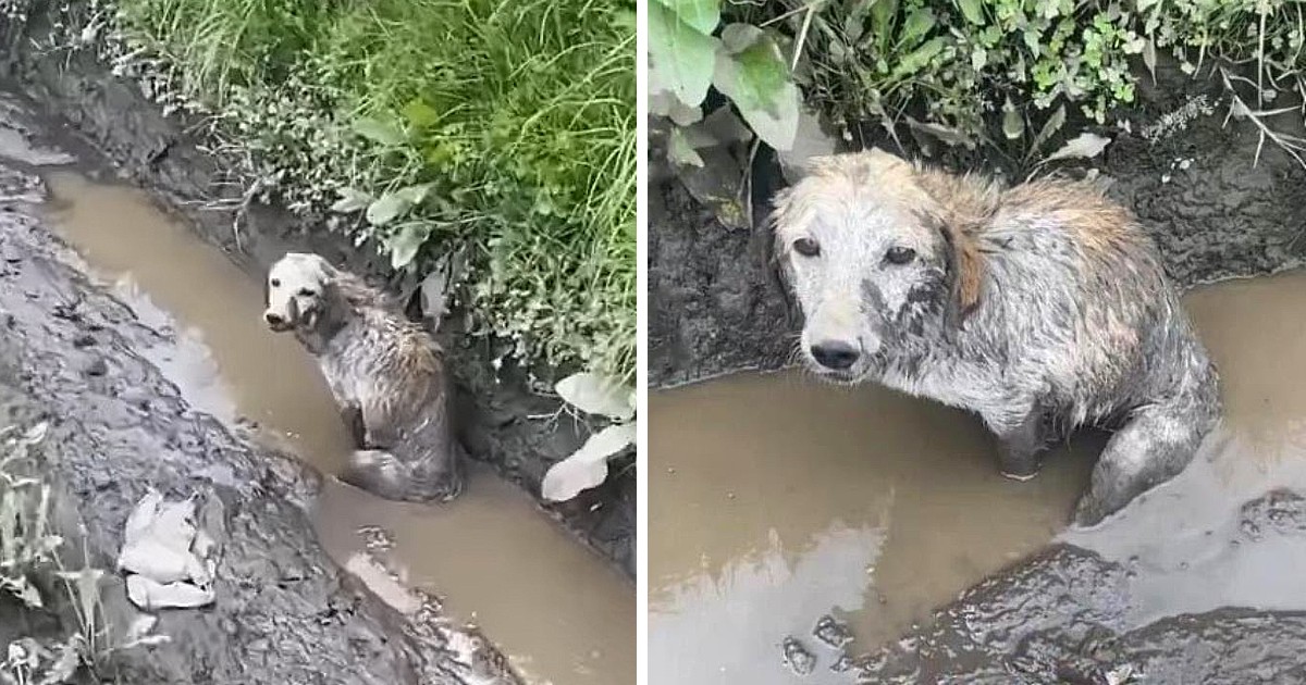 Stuck In A Dirty Drainage, He Just Looked At All People Passed By Hope They Can Help…